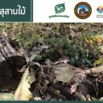 สุสานไม้