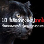 1 ปี ที่เสือดำทุ่งใหญ่จากไปท่ามกลางการรับรู้ของสาธารณะชน