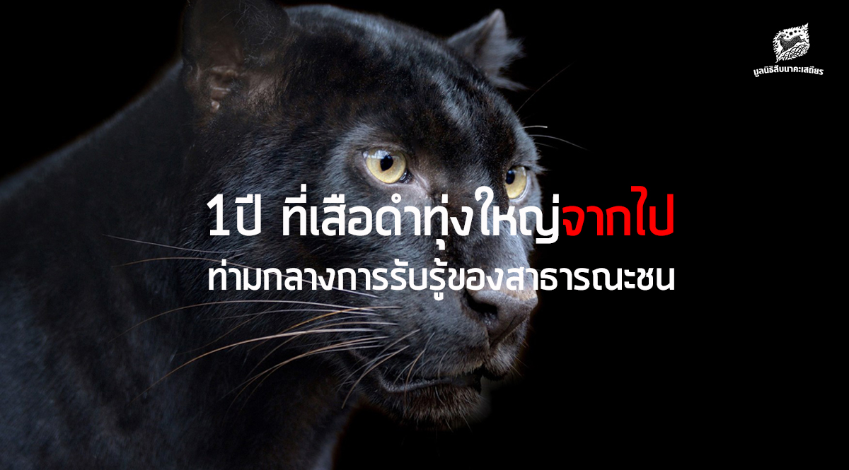 1 ปี ที่เสือดำทุ่งใหญ่จากไปท่ามกลางการรับรู้ของสาธารณะชน