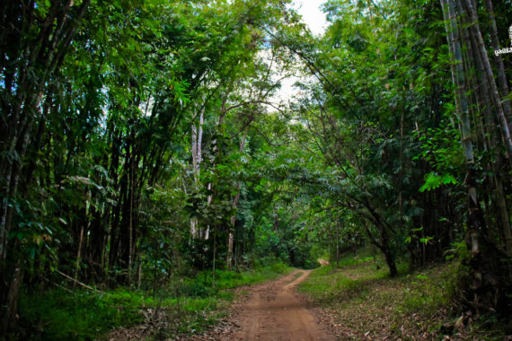 ชีวิตในป่าทุ่งใหญ่นเรศวรเป็นอย่างไร หลังคดีเสือดำผ่านมา 1 ปี