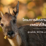 แผนงานโครงการติดตามกวางผา เจตนาที่สืบต่อ – สู่งานรำลึก 30 ปี สืบ นาคะเสถียร