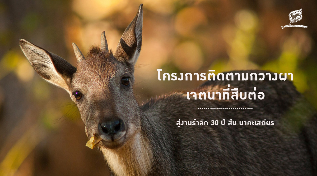 แผนงานโครงการติดตามกวางผา เจตนาที่สืบต่อ – สู่งานรำลึก 30 ปี สืบ นาคะเสถียร