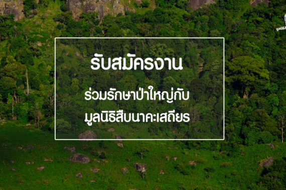 เปิดรับสมัครงาน ร่วมรักษาป่าใหญ่กับ “มูลนิธิสืบนาคะเสถียร”