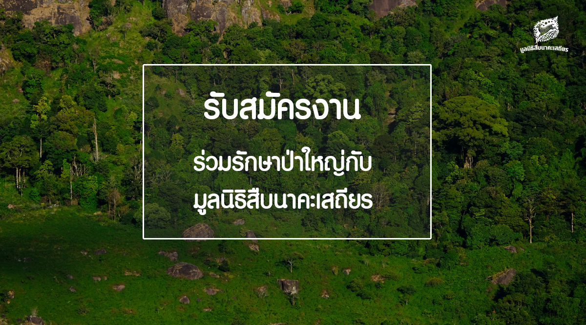 เปิดรับสมัครงาน ร่วมรักษาป่าใหญ่กับ “มูลนิธิสืบนาคะเสถียร”