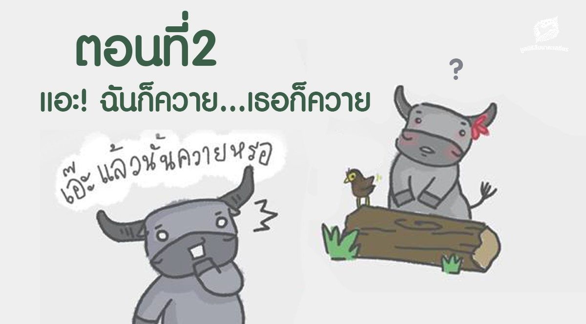 การ์ตูนมหิงสา ตอนที่ 2 เอ๊ะ! ฉันก็ควาย…เธอก็ควาย