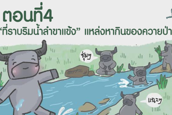 การ์ตูนมหิงสา ตอนที่4 : “ที่ราบริมน้ำลำขาแข้ง” แหล่งหากินของควายป่า