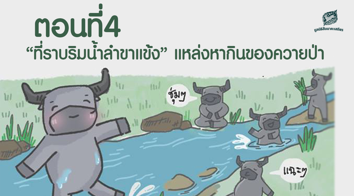 การ์ตูนมหิงสา ตอนที่4 : “ที่ราบริมน้ำลำขาแข้ง” แหล่งหากินของควายป่า