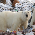 หมีขั้วโลกบุกเมือง – เมื่อโลกร้อนทำให้ความขัดแย้งระหว่างคนกับสัตว์ป่ามีมากขึ้น