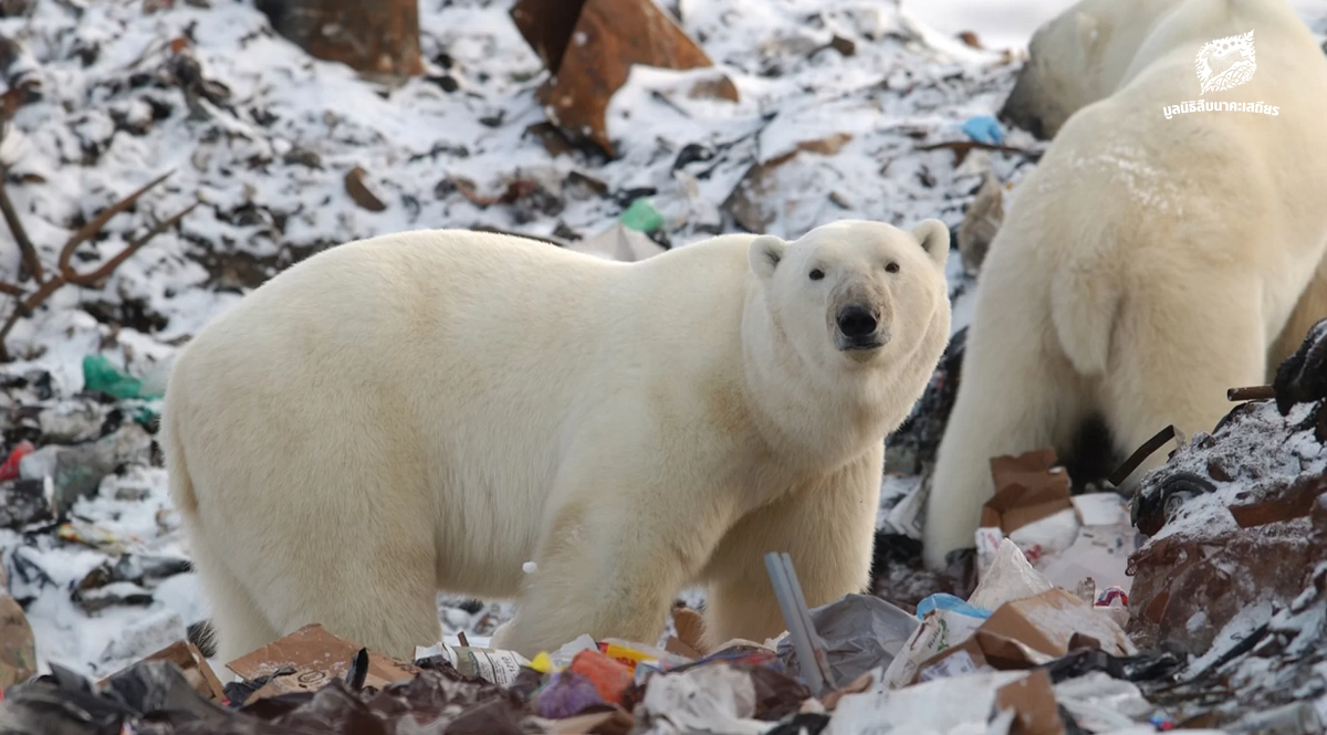 หมีขั้วโลกบุกเมือง – เมื่อโลกร้อนทำให้ความขัดแย้งระหว่างคนกับสัตว์ป่ามีมากขึ้น