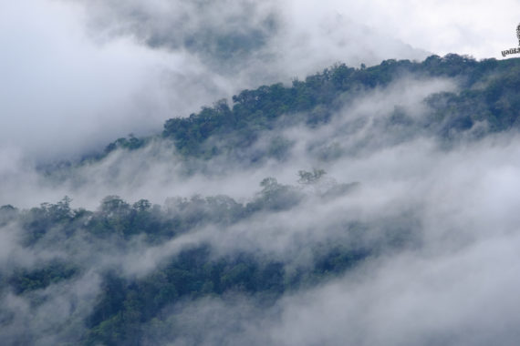 ฟื้นป่าทั่วโลกคือเครื่องมือสำคัญในการรับมือการเปลี่ยนแปลงสภาพภูมิอากาศ