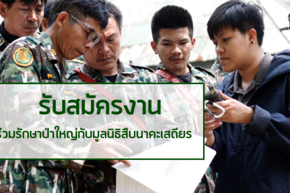 เปิดรับสมัครงาน ร่วมรักษาป่าใหญ่กับ “มูลนิธิสืบนาคะเสถียร”