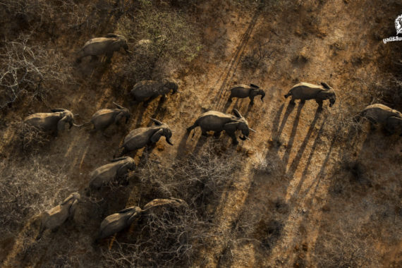 ใน 1 ปี มีช้างแอฟริกาถูกล่ามากถึง 15,000 ตัว