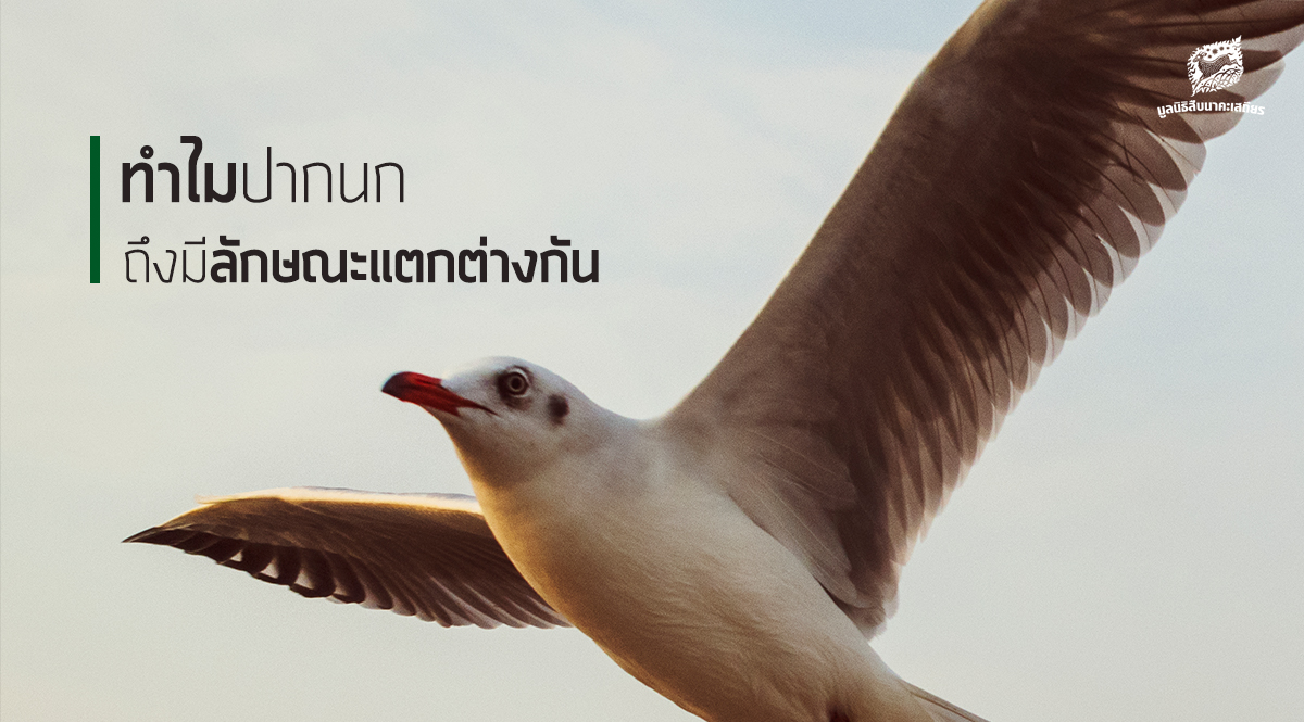 ทำไมปากของนกถึงมีลักษณะแตกต่างกัน ?