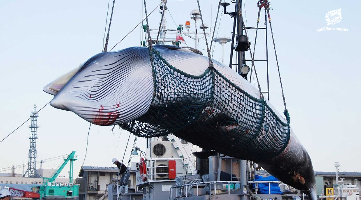 จุดเริ่มต้นของตอนจบ – เมื่อ ‘ญี่ปุ่น’ กลับมา ล่าวาฬ อีกครั้ง