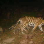 ‘เสือโคร่งมลายู’ อาจสูญพันธุ์ในอีก 2 ปีข้างหน้า