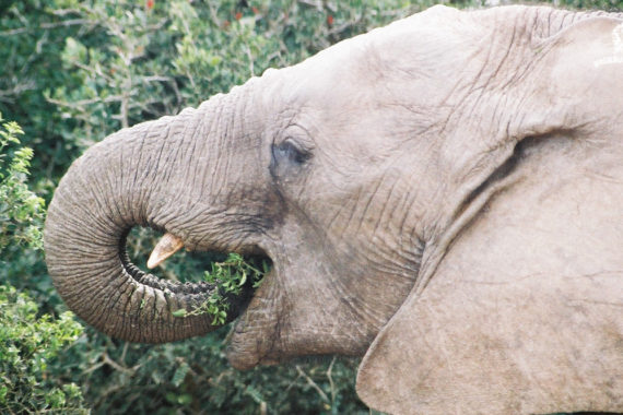รู้หรือไม่ ช้างป่ามีบทบาทสำคัญต่อการลดคาร์บอนฯ ในชั้นบรรยากาศ