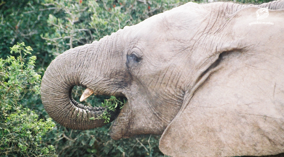 รู้หรือไม่ ช้างป่ามีบทบาทสำคัญต่อการลดคาร์บอนฯ ในชั้นบรรยากาศ
