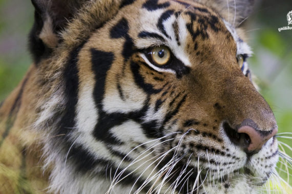 เหตุผลที่การเพาะพันธุ์เสือไม่อาจช่วยอนุรักษ์เสือโคร่งในป่าธรรมชาติได้