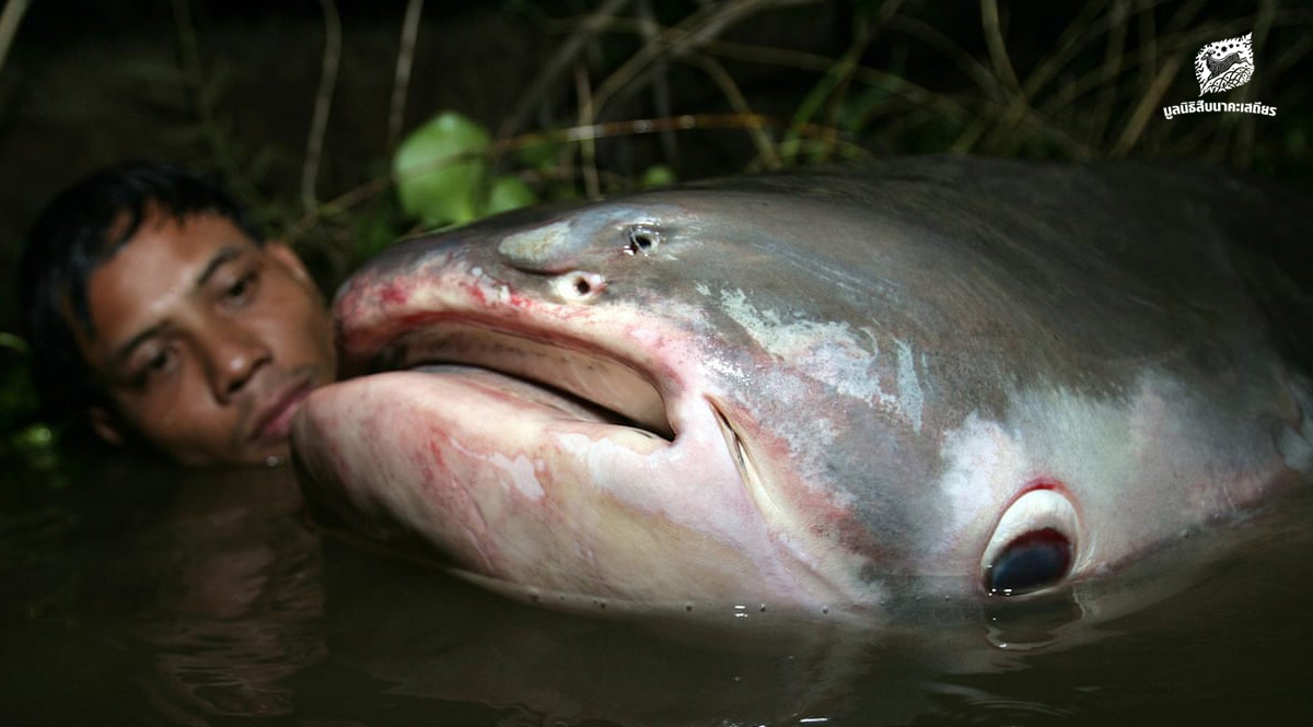 สัตว์น้ำขนาดยักษ์ในแม่น้ำอาจสูญพันธุ์ในไม่ช้า