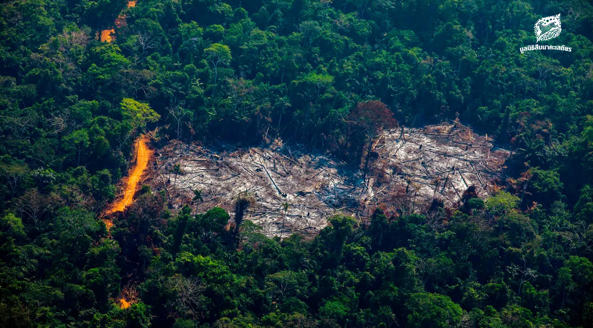 ใน 1 ปี พื้นที่ป่าทั่วโลกหายไปเทียบเท่าขนาดของประเทศอังกฤษ