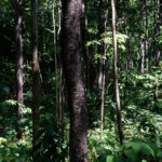 หากคุณสามารถรักษาผืนป่าให้กับโลกใบนี้ได้ คุณอยากทำอะไรบ้าง ? ชวนอ่านการทำงานเชิงรุกของ กรมป่าไม้ เพื่อดูแลป่า และเพิ่มพื้นที่ป่าไม้มีค่า