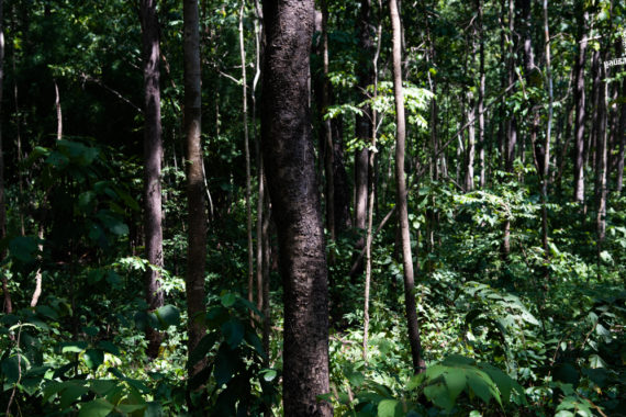 หากคุณสามารถรักษาผืนป่าให้กับโลกใบนี้ได้ คุณอยากทำอะไรบ้าง ? ชวนอ่านการทำงานเชิงรุกของ กรมป่าไม้ เพื่อดูแลป่า และเพิ่มพื้นที่ป่าไม้มีค่า