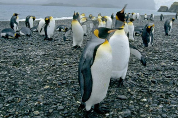ประชากร เพนกวิน ชินสแตรป อาจลดลงเกินครึ่งหนึ่งบนเกาะในแอนตาร์กติก