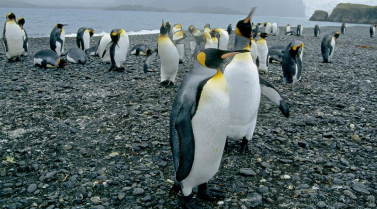ประชากร เพนกวิน ชินสแตรป อาจลดลงเกินครึ่งหนึ่งบนเกาะในแอนตาร์กติก