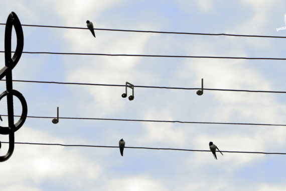 ทำความรู้จักกับ ‘นก’ ที่ปรากฎอยู่ในบทเพลงต่าง ๆ บนท้องถนนแห่งเสียงดนตรี