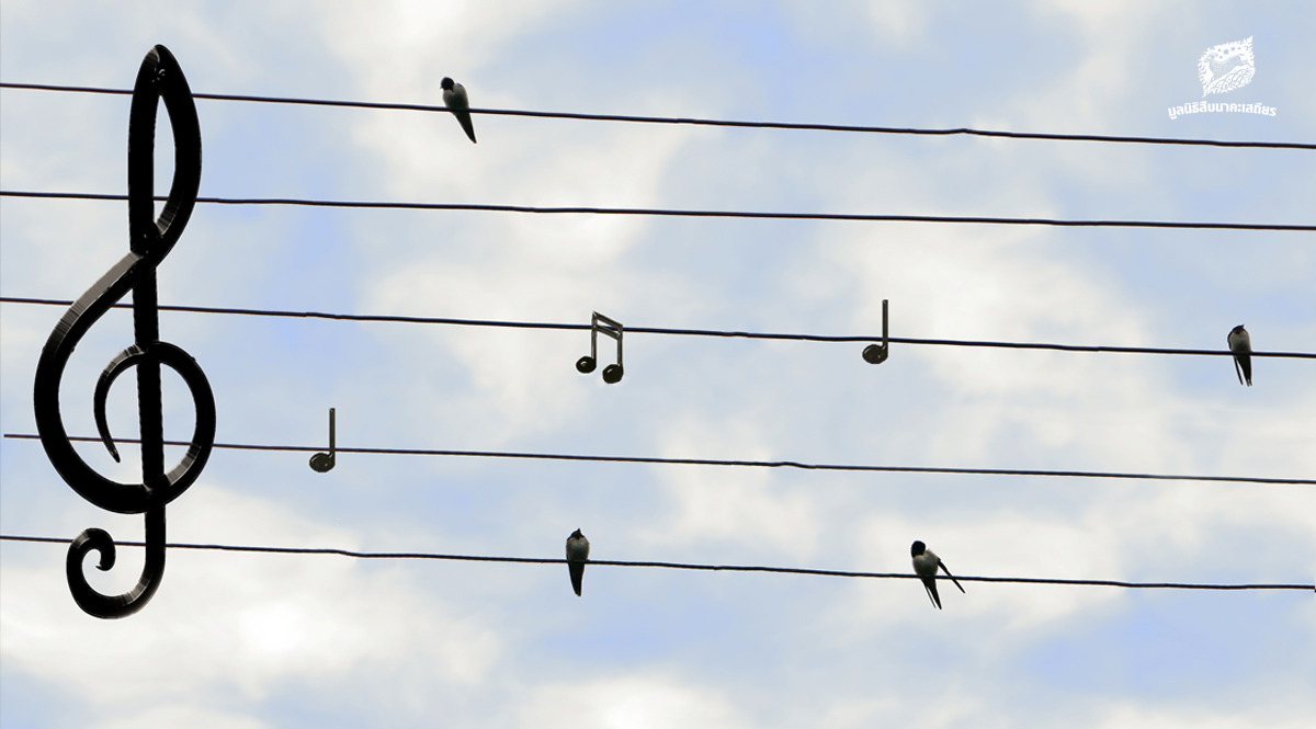 ทำความรู้จักกับ ‘นก’ ที่ปรากฎอยู่ในบทเพลงต่าง ๆ บนท้องถนนแห่งเสียงดนตรี
