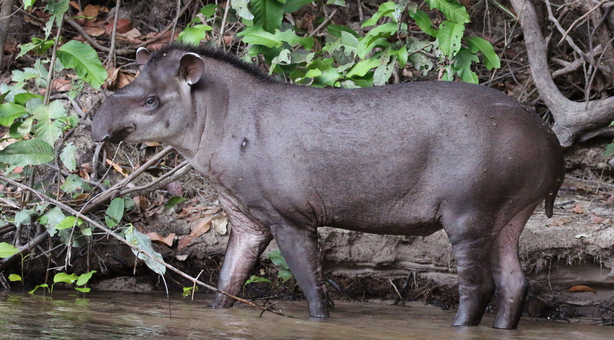 การสูญพันธุ์ของ “สมเสร็จ” และ “หมูเพกคารี” ทำให้ความหลากหลายของระบบนิเวศผืนป่าลดน้อยลง