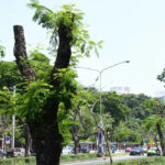 เหี้ยน โกร๋น กุด : นิยามการดูแลต้นไม้ในมหานคร กับรุกขมรดกของคนเมืองที่ต้องสูญเสีย