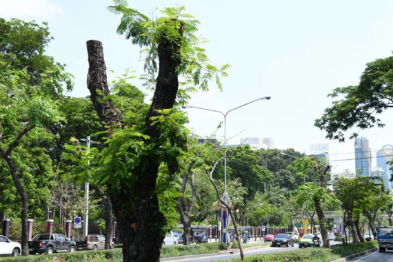 เหี้ยน โกร๋น กุด : นิยามการดูแลต้นไม้ในมหานคร กับรุกขมรดกของคนเมืองที่ต้องสูญเสีย