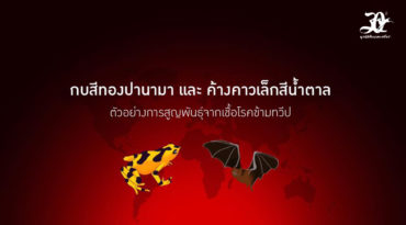 กบสีทองปานามา และ ค้างคาวเล็กสีน้ำตาล  ตัวอย่างของสาเหตุการสูญพันธุ์จากเชื้อโรคข้ามทวีป