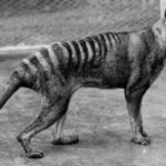 คลิปหาชมยากของเสือทัสมาเนีย หลักฐานจากอดีตของสัตว์ที่สูญพันธุ์ไปแล้ว