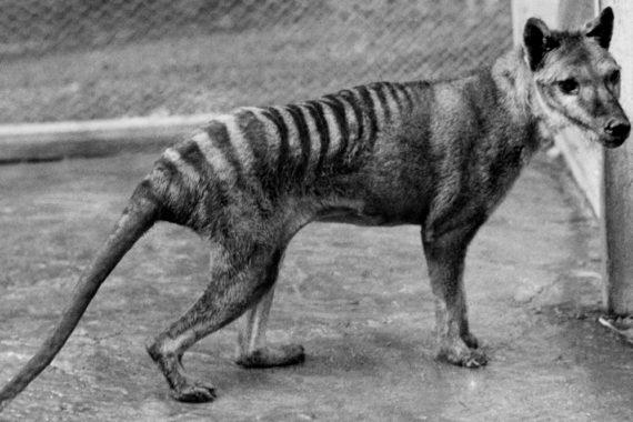 คลิปหาชมยากของเสือทัสมาเนีย หลักฐานจากอดีตของสัตว์ที่สูญพันธุ์ไปแล้ว