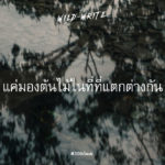 WILD-WRITE : แค่มองต้นไม้ ในที่ที่แตกต่างกัน