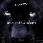 WILD-WRITE : แปลกเหลือเจ้าเสือดำ