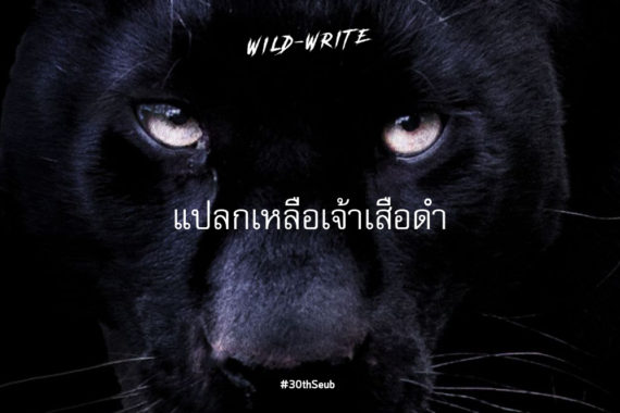 WILD-WRITE : แปลกเหลือเจ้าเสือดำ