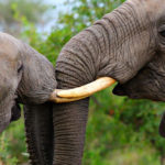 ช้างป่ากำลังจะสูญพันธุ์เพราะใคร และเราช่วยเหลืออะไรได้บ้าง