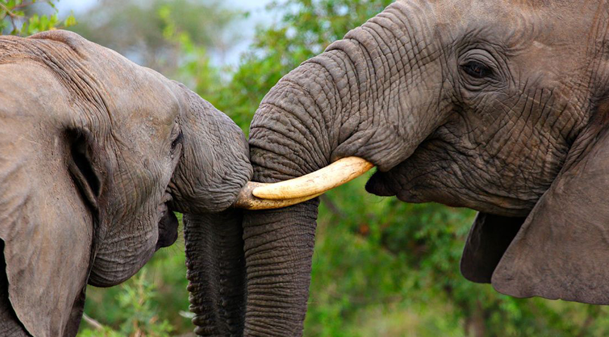 ช้างป่ากำลังจะสูญพันธุ์เพราะใคร และเราช่วยเหลืออะไรได้บ้าง