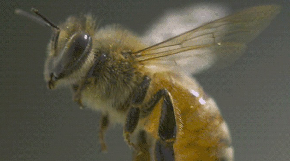การทำเกษตรแบบปัจจุบัน ทำให้ “ผึ้ง” อ่อนแอลงได้อย่างไร