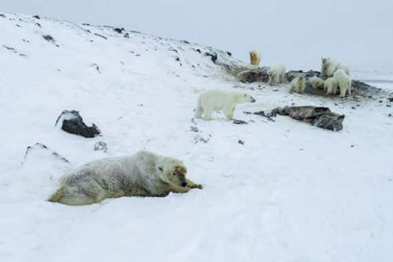 ประชากรหมีขั้วโลกส่วนใหญ่อาจไม่รอดหลัง พ.ศ. 2643