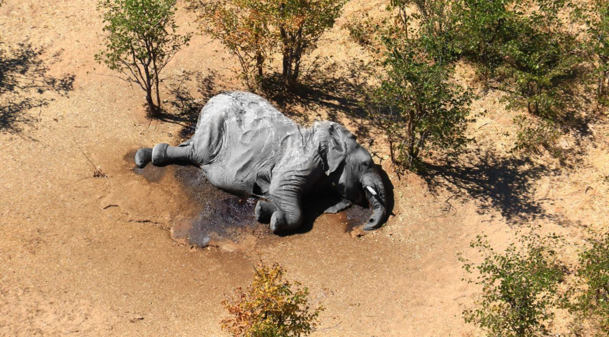 คำถามที่ยังไร้คำตอบ – เหตุใดช้างป่าเกือบ 400 ตัว ในบอตสวานาถึงตาย ?