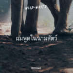 WILD-WRITE : ผมพูดในนามสัตว์