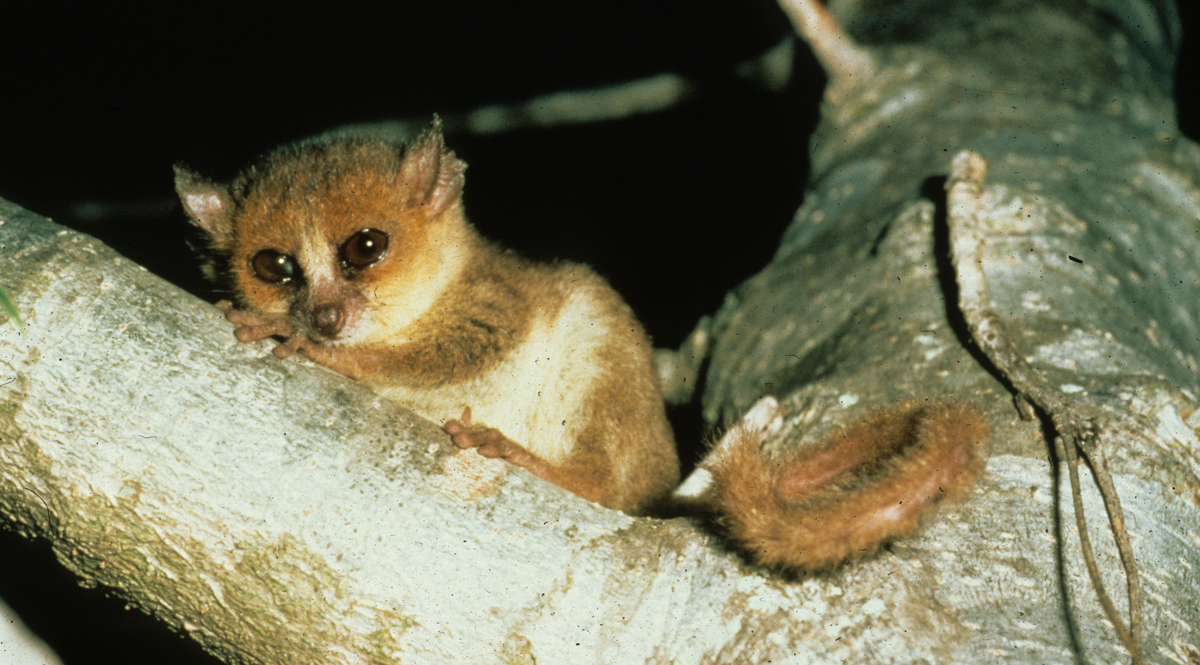 IUCN ปรับสถานะสิ่งมีชีวิตในบัญชีแดงกว่า 4,000 รายการ หลายชนิดถูกยกระดับ “เสี่ยงขั้นวิกฤติต่อการสูญพันธุ์ “