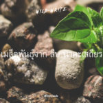 WILD-WRITE : เมล็ดพันธุ์จาก สืบ นาคะเสถียร