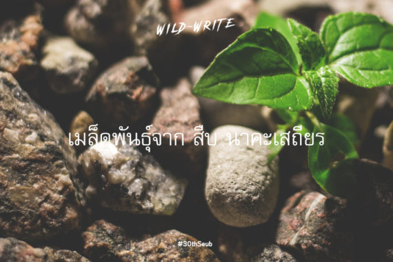 WILD-WRITE : เมล็ดพันธุ์จาก สืบ นาคะเสถียร