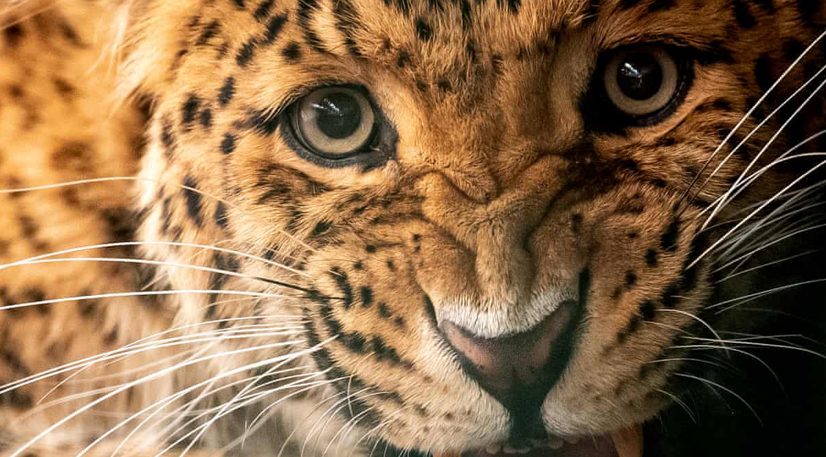 เสือจากัวร์ เสือดาว และสิงโต กำลังตกเป็นเป้าหมายใหม่ขบวนการค้าสัตว์ป่า (แทนที่เสือโคร่ง)