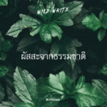 WILD-WRITE : ผัสสะจากธรรมชาติ